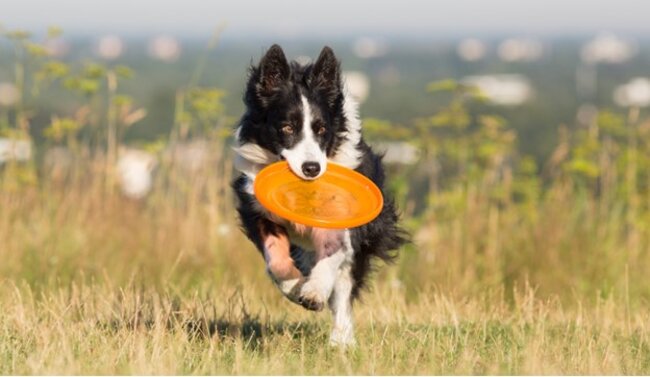 Dog playing with frisbee.