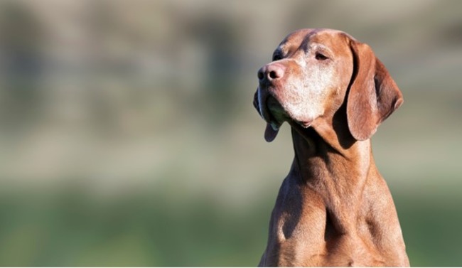Dog standing straight.