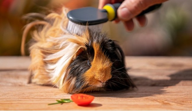 Guinea pig being groomed by their owner.