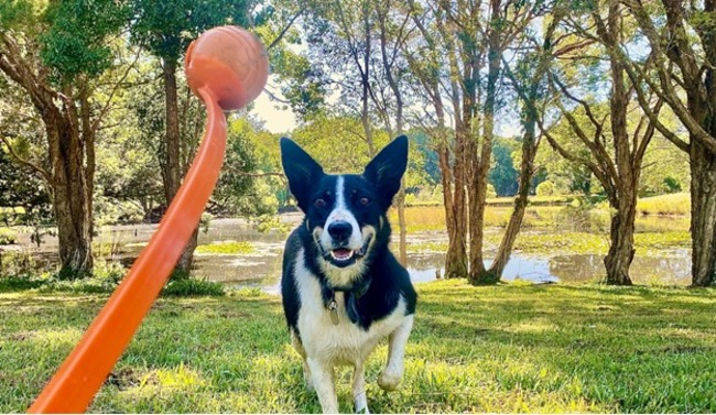 Dog running towards the ball.