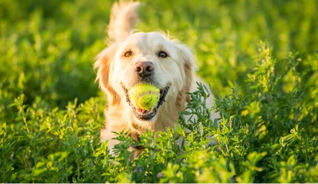 Dog with balls in their mouth.
