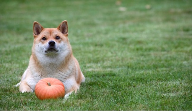 Dog with pumpkin.