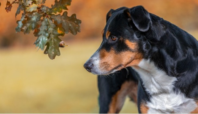 Dog looking at the leaves.
