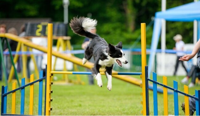Dog jumping.