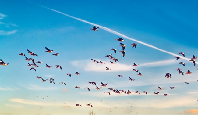 Birds flying in the sky.
