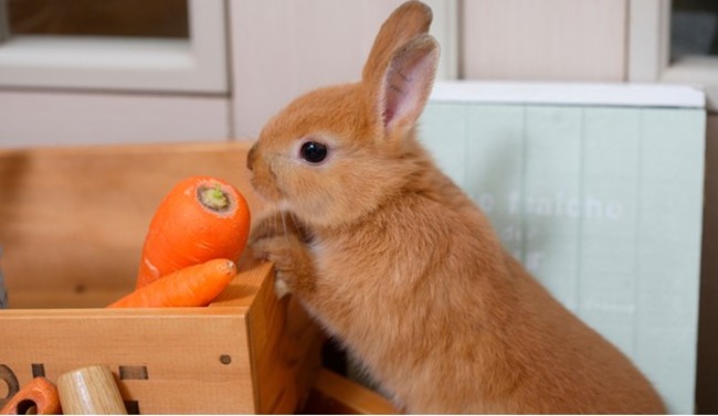Rabbit about to eat carrot.