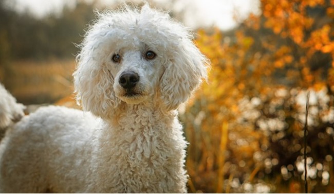 Poodle in park.