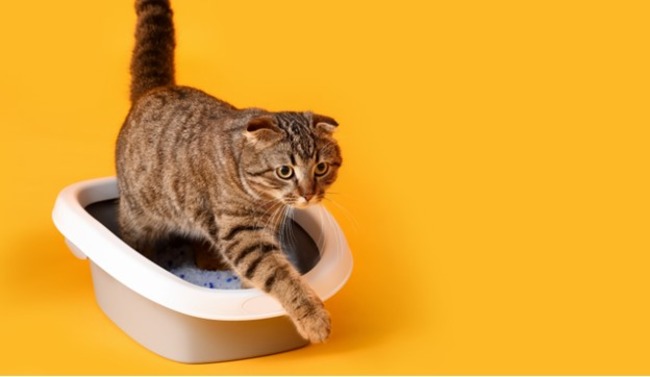 Cat getting out of the litterbox.