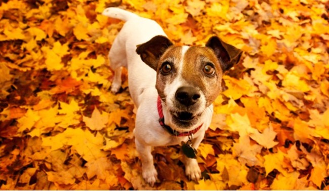 Dog standing on autumn leaves.