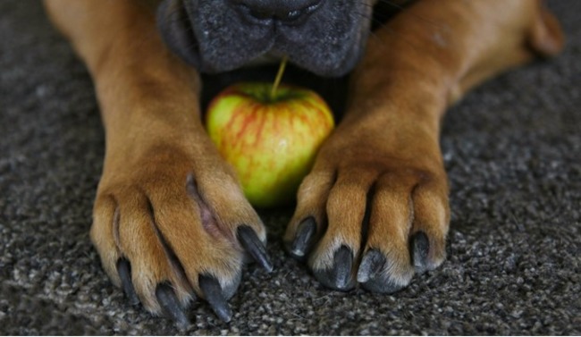 Dog's paws around apple.