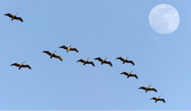 All About Bird Migration