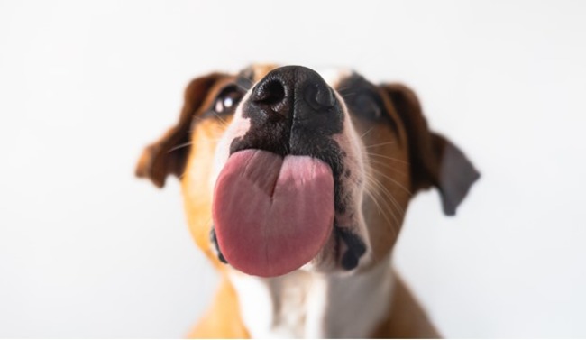 Dog posing with tongue out.