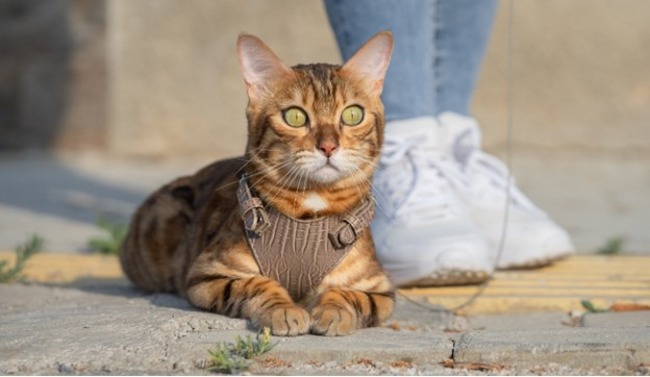 Cat looking ahead.
