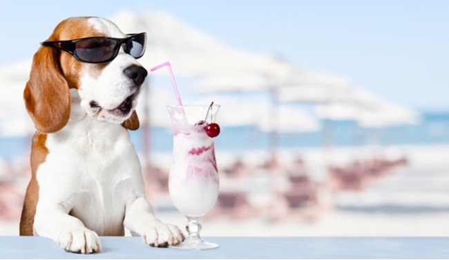 Dog at the beach with a drink.