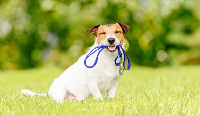 Dog holding the lead with their mouth.