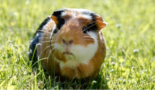 Guinea pig sitting on the grass.
