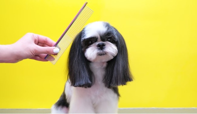 Owner combing their dog's head.