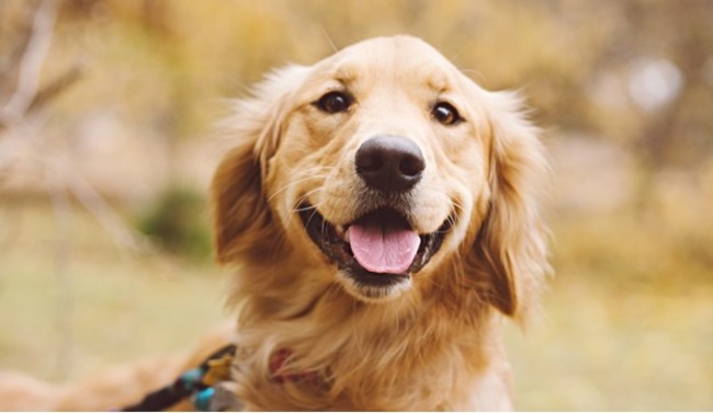 Golden retriever.