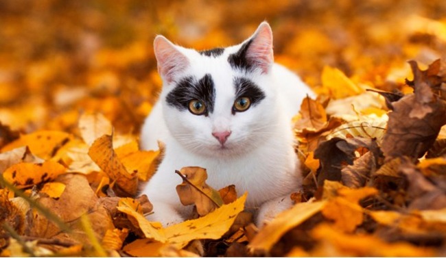 Outdoor Cats in Autumn