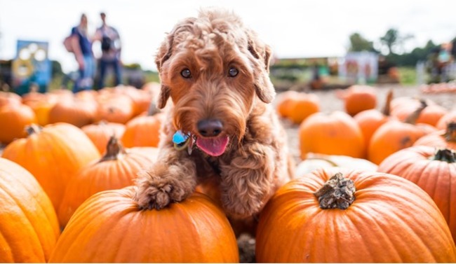 Puppy with pumpkins.