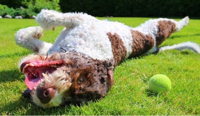 Dog lying on the grass.