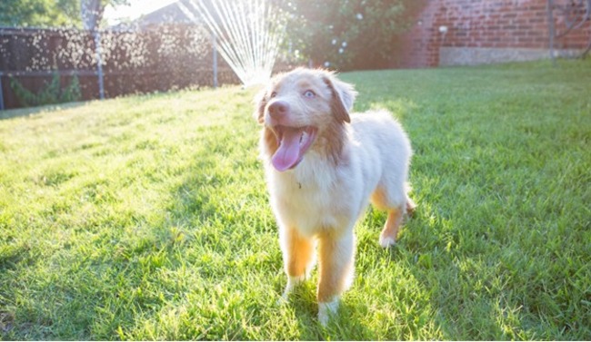Dog poking their tongue out.