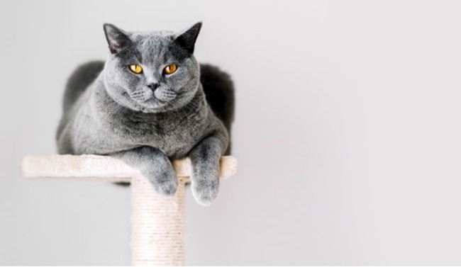 Cat sitting at the top of the tree.
