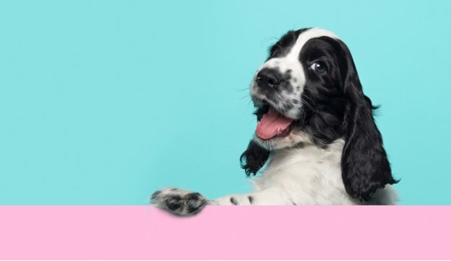 Dog turning over with their paw out.