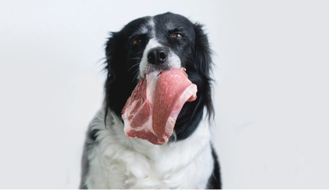 Raw meat in dog's mouth.