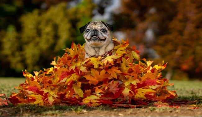 Dog covered in leaves.