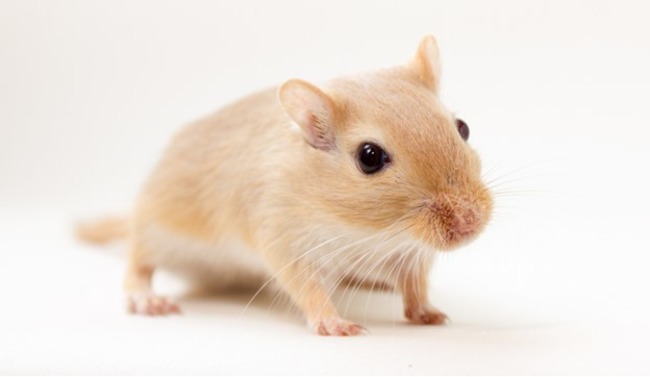 A small, beige gerbil stands on a plain white background, its dark eyes gazing forward and whiskers slightly visible.