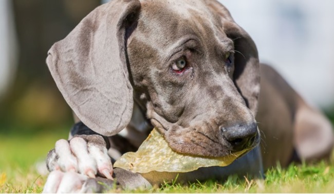 Dog eating a leaf.