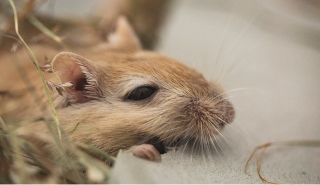 Close-up of a gerbil resting on light-colored bedding, with delicate whiskers and surrounded by straw-like material.