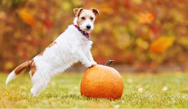 Dog standing on pumpkin.
