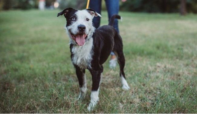 Dog out and about.