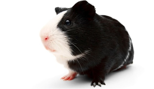Guinea pig sitting.