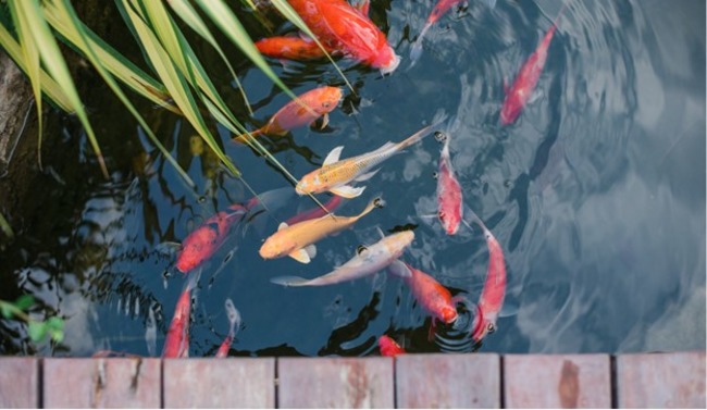 Fishes swimming together.