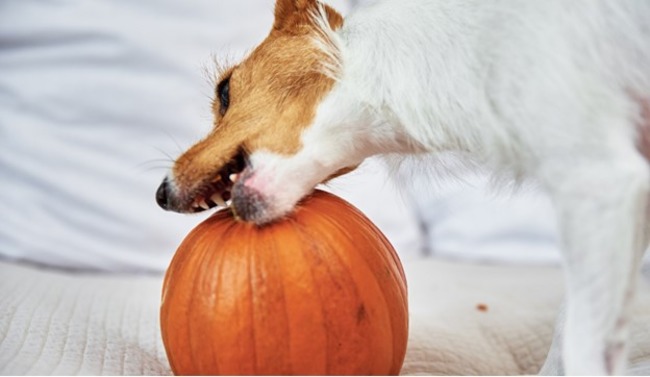 Dog on pumpkin.
