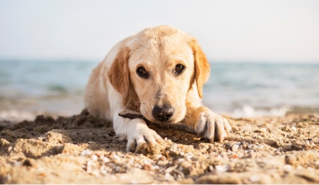 Dog sitting on the sand.