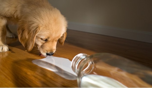 Puppy drinking milk straight from bottle.