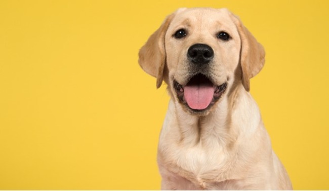 Labrador.