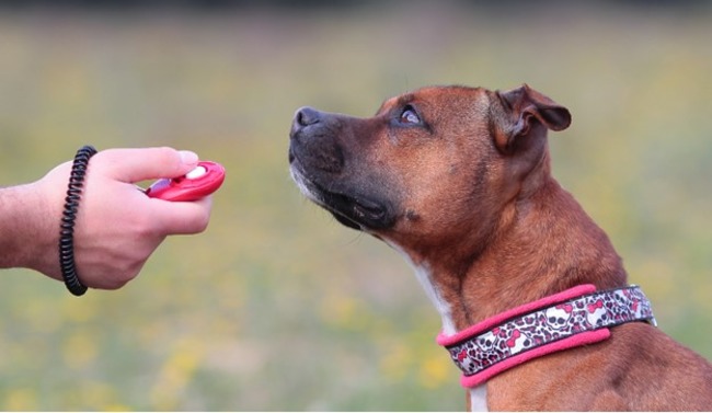Dog about to be trained.