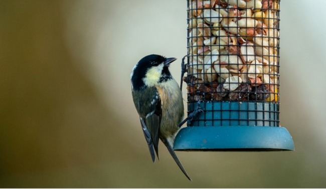 Bird with bird feeder.