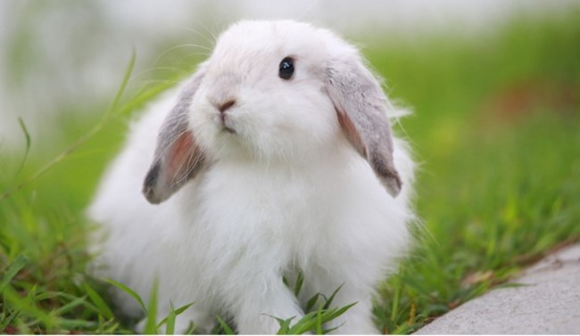How to Calm Your Rabbit