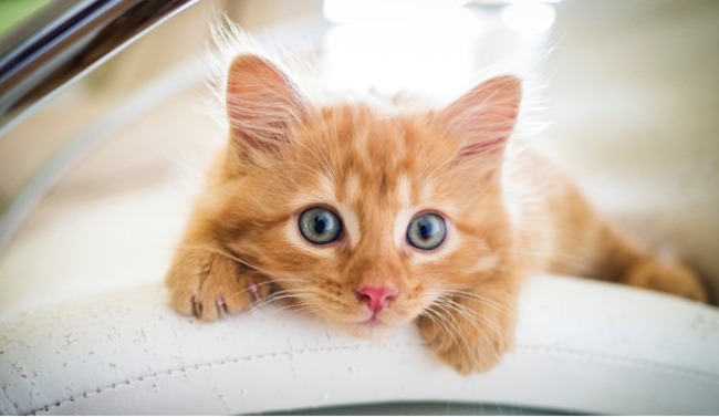 Kitten looking.