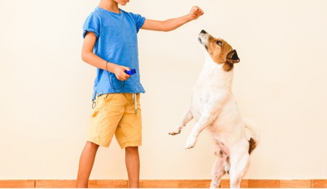 Dog training their owner.