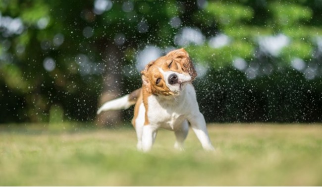Dog playing.