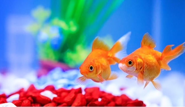 Two fishes swimming.