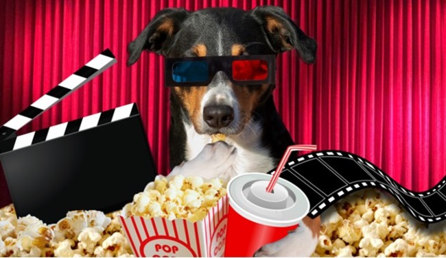 Dog at the movies.