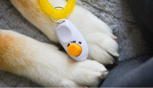 Dog with clicker on.